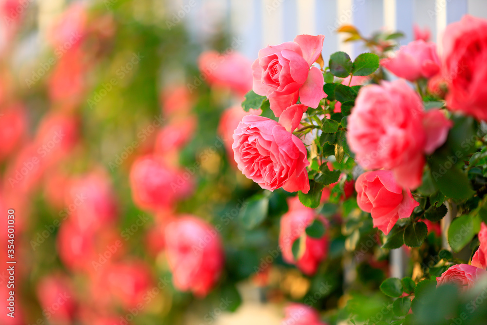 Fototapeta premium In the summer, The roses are in full bloom