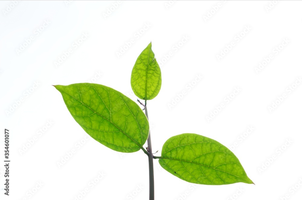 Beautiful fresh green leaves on sun light white background Beautiful fresh green leaves on sun light white background