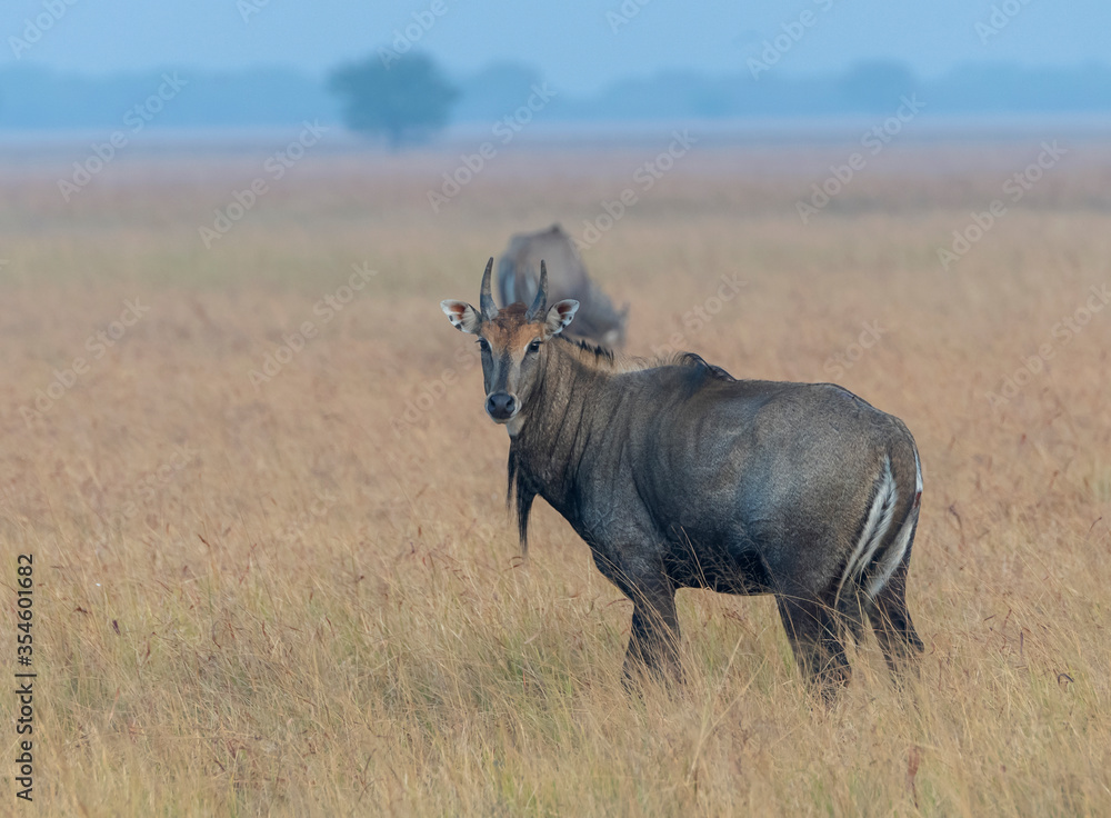 Large male Nilgai in Grassland in Gujarat, India 
