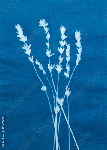 Cyanotype photography, solar photo, special photography method 