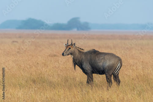 Male Indian Antelope in dry grassland