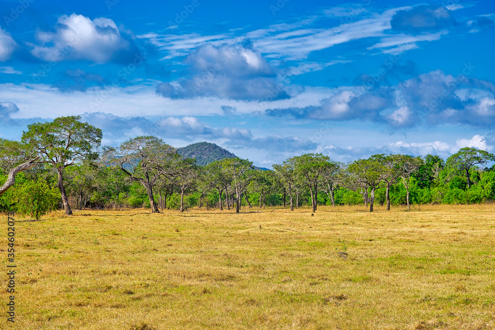 Grassland and Forest, Minneriya National Park, Sri Lanka, Asia Grassland and Forest, Minneriya National Park, Sri Lanka, Asia