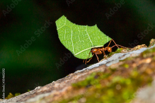 Leafcutter Ant, Tropical Rainforest, Marino Ballena National Park, Uvita de Osa, Puntarenas, Costa Rica, Central America, America © Al Carrera