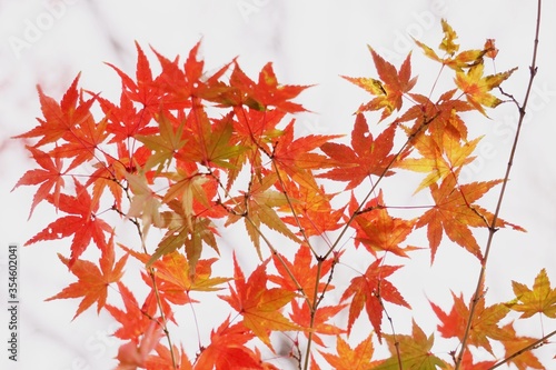 Close-up​ red maple leaves with sunlight.