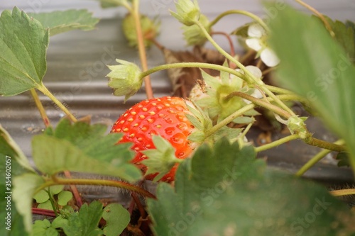 Strawberries that are ripe in the strawberry garden The red color of strawberries is delicious. Their taste is sweet and delicious.
