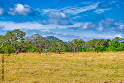 Grassland and Forest, Minneriya National Park, Sri Lanka, Asia photo