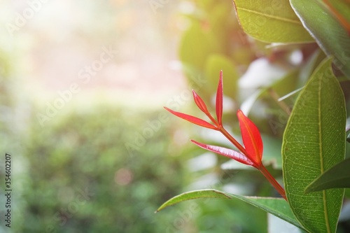 Close-up​ red leaves with sunlight. Nature background.
