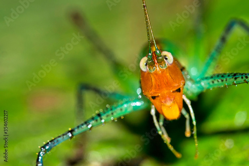 Tropical Grasshopper, Tropical Rainforest, Marino Ballena National Park, Uvita de Osa, Puntarenas, Costa Rica, Central America, America