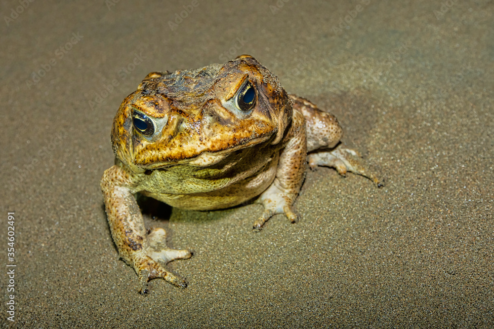 Cane Toad, Giant Neotropical Toad, Marine Toad, Rhinella marina, Marino ...