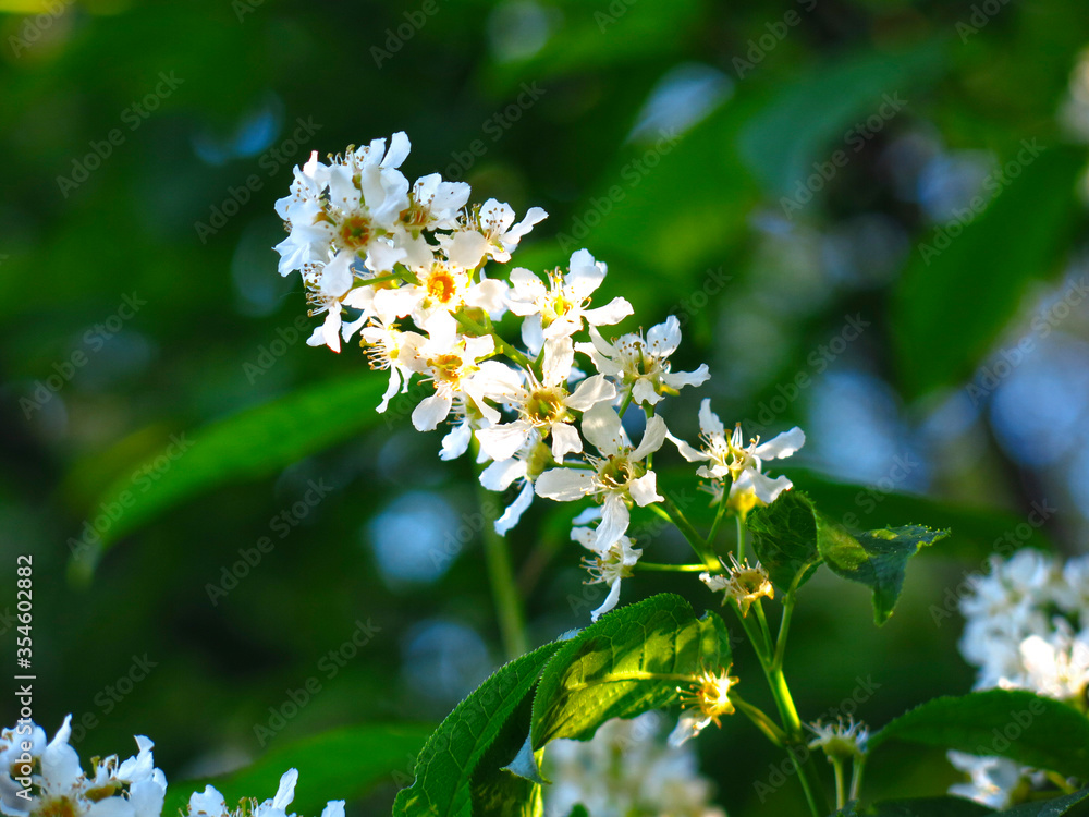 white cherry blossoms luxuriantly in spring white cherry blossoms luxuriantly in spring