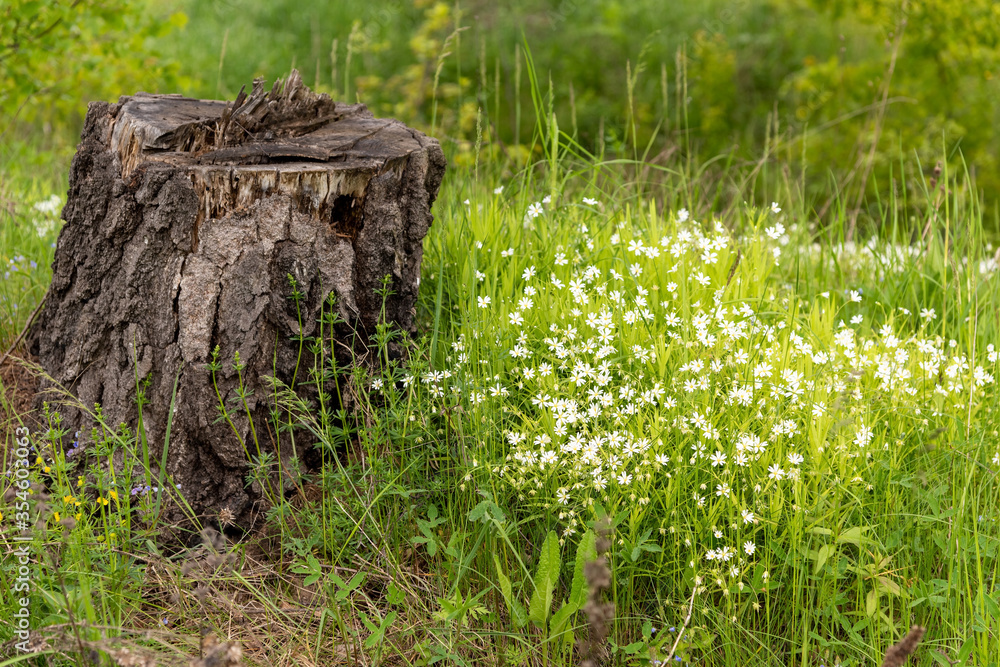 White wildflowers in a green clearing next to a stump. White wildflowers in a green clearing next to a stump.