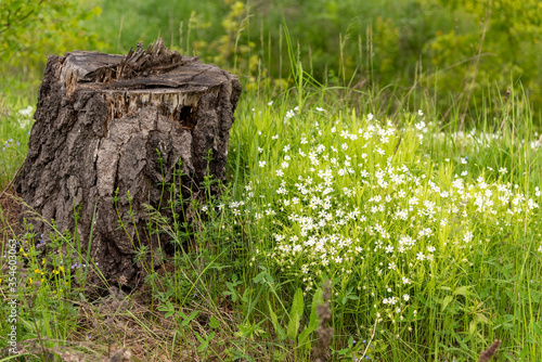 White wildflowers in a green clearing next to a stump.