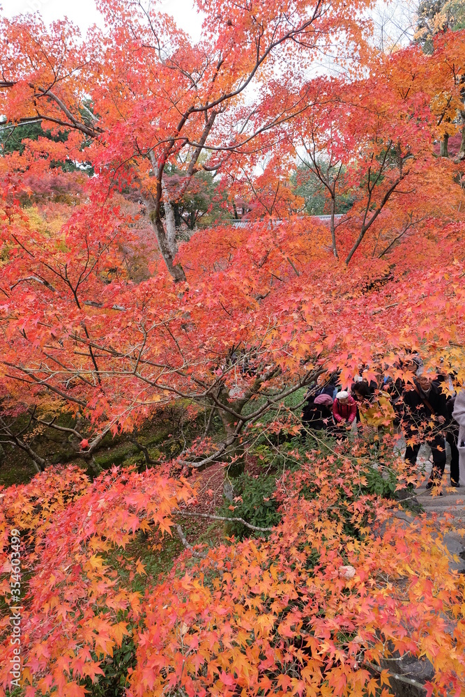 Tofukuji Temple in Japan on autumn season beautyful leaves change colour, Travel destination Tofukuji Temple in Japan on autumn season beautyful leaves change colour, Travel destination
