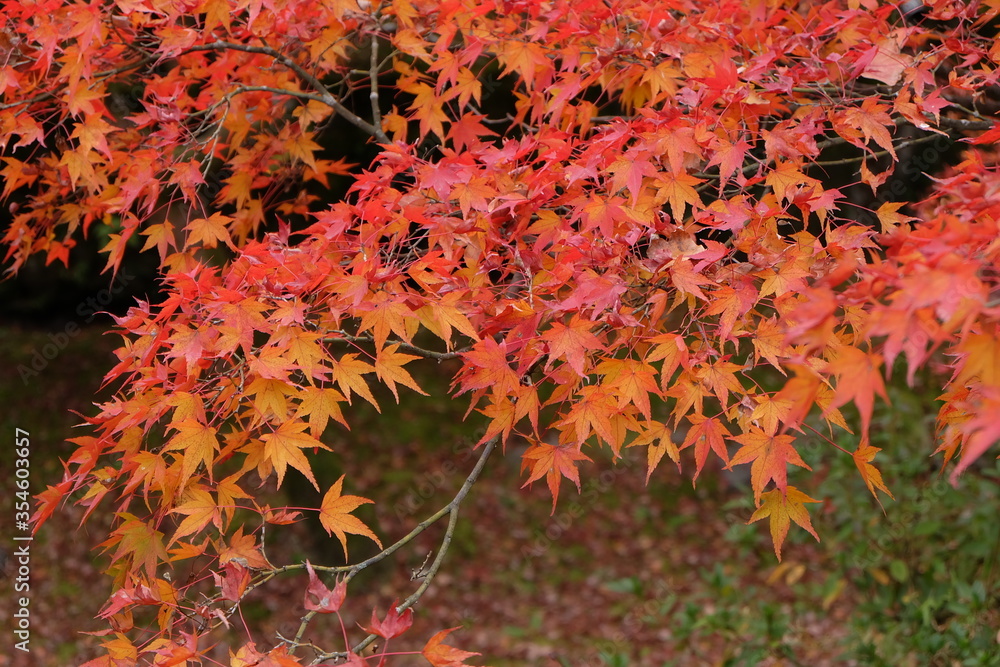 red autumn leaves