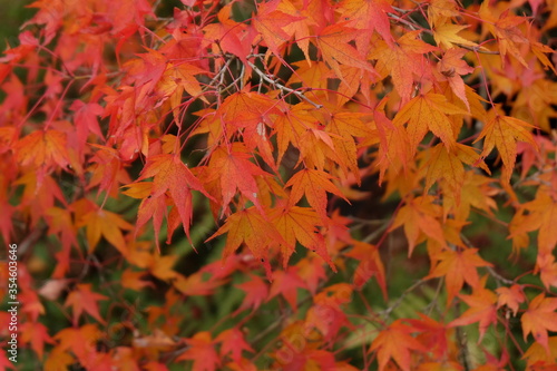 Tofukuji Temple in Japan on autumn season beautyful leaves change colour  Travel destination