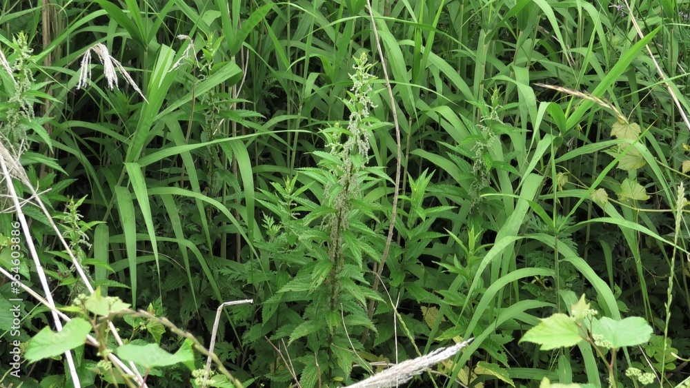 Obraz premium 初夏のホソバイラクサ、6月初旬に初夏のホソバイラクサ、6月初旬に川辺で