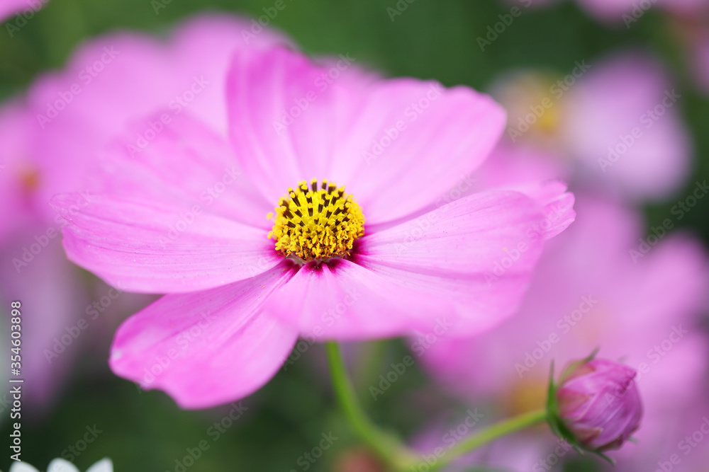 close up of pink cosmos flower background