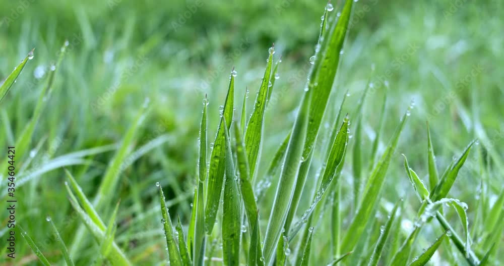 Insect fly sitting/drinking on wet blade of grass in the morning in a meadow field near a farm in Holland, The Netherlands Insect fly sitting/drinking on wet blade of grass in the morning in a meadow field near a farm in Holland, The Netherlands