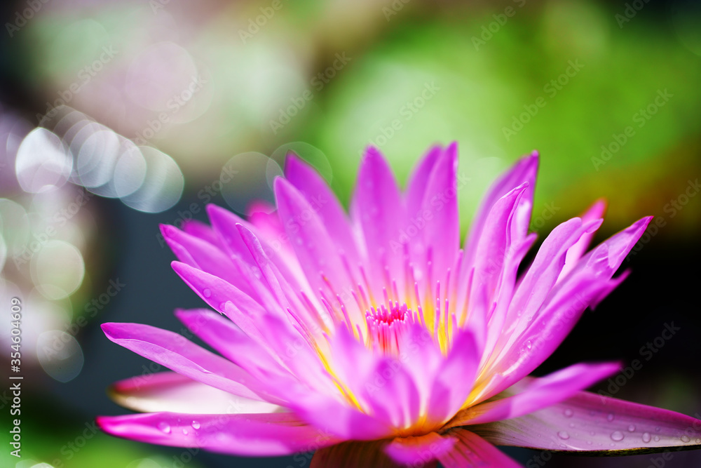 close up of blooming lotus flower with beautiful bokeh background close up of blooming lotus flower with beautiful bokeh background