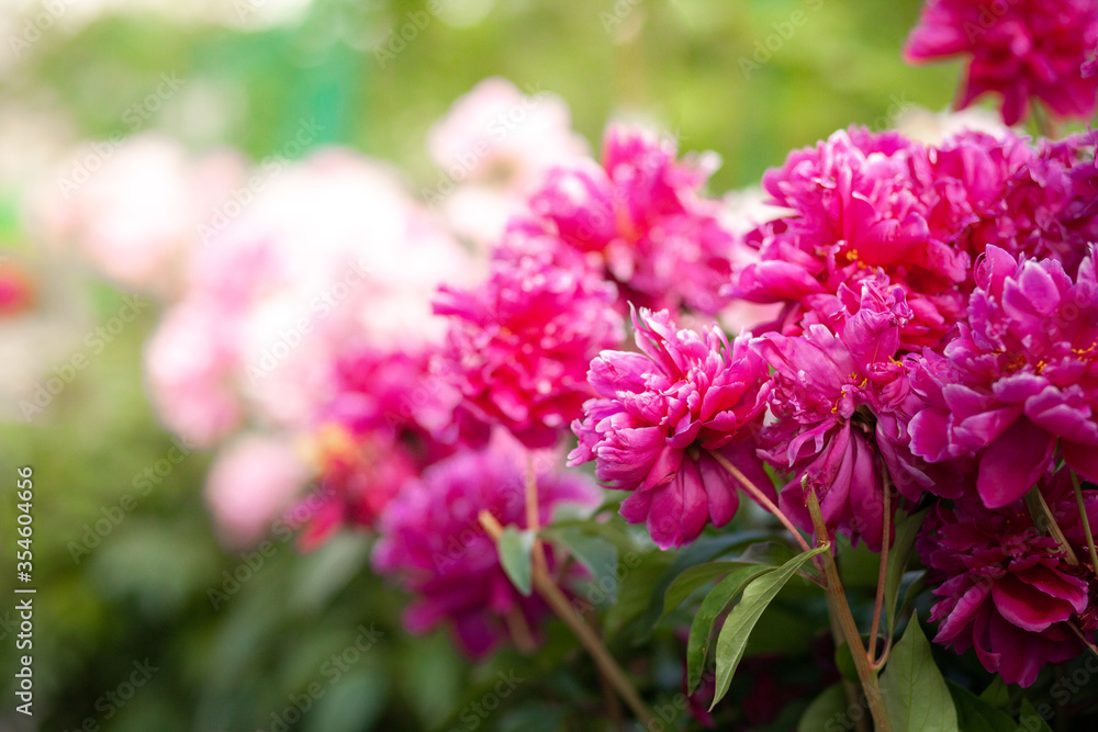 Pink peony macro photo. Closeup of pink peonies in the garden red peony macro burgundy peony flower. Selective focus. Pink peony macro photo. Closeup of pink peonies in the garden red peony macro burgundy peony flower. Selective focus.