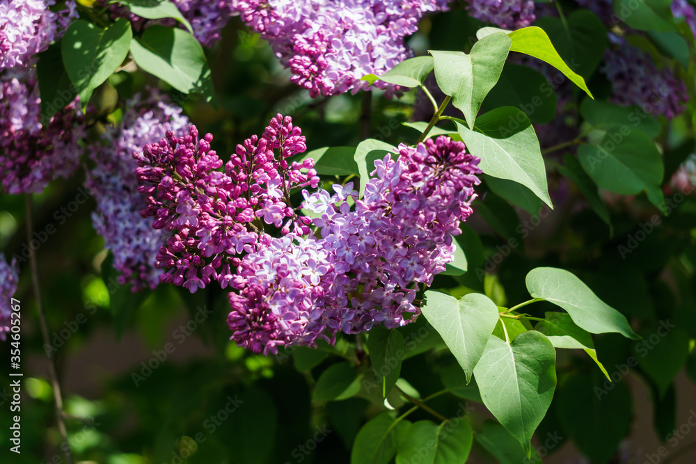 Lilac branch with dark purple flowers and green leaves. Lilac branch with dark purple flowers and green leaves.
