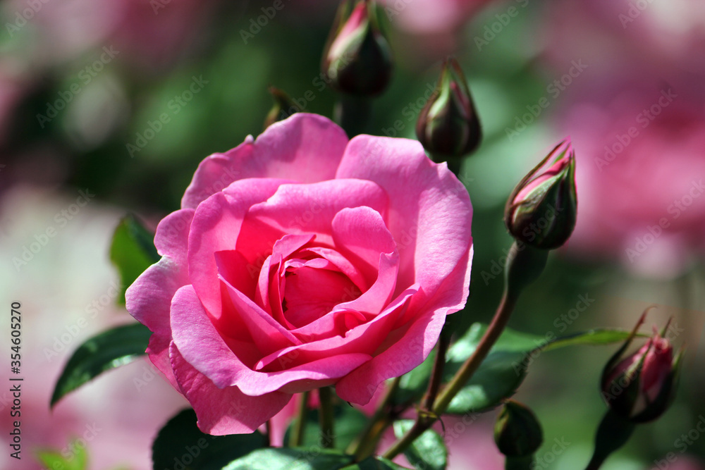 Blooming rose cultivar Professor Victor Ivanov from the grandiflora group. Blooming rose cultivar Professor Victor Ivanov from the grandiflora group.
