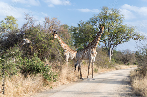 African Wildlife