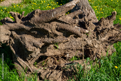 tree root on grass texture closeup © vitec40