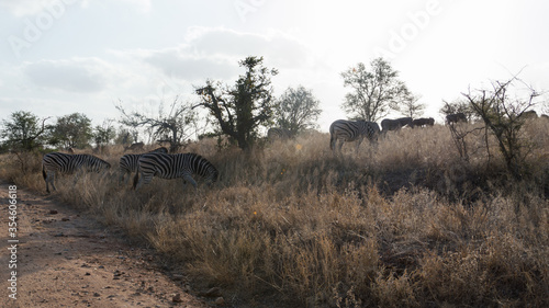 Fototapeta Naklejka Na Ścianę i Meble -  African Wildlife