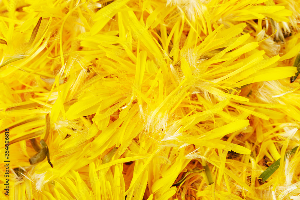 Background from yellow tender petals of dandelion flowers, the concept of summer, sunny weather, rest Background from yellow tender petals of dandelion flowers, the concept of summer, sunny weather, rest