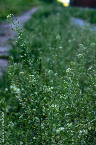 Spring flowers on the streets of the village