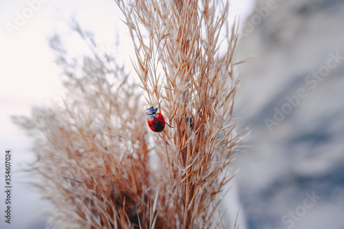 Ladybug on the reeds near the lake
