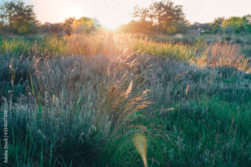 Wild meadow at sunset on May day