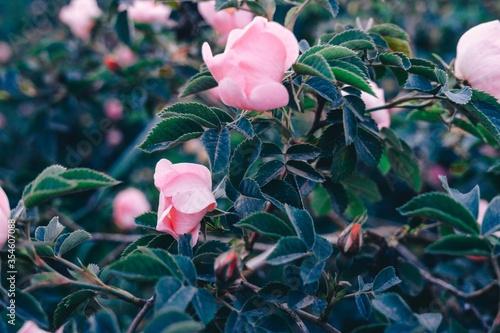 Rosehip bush in the sunset