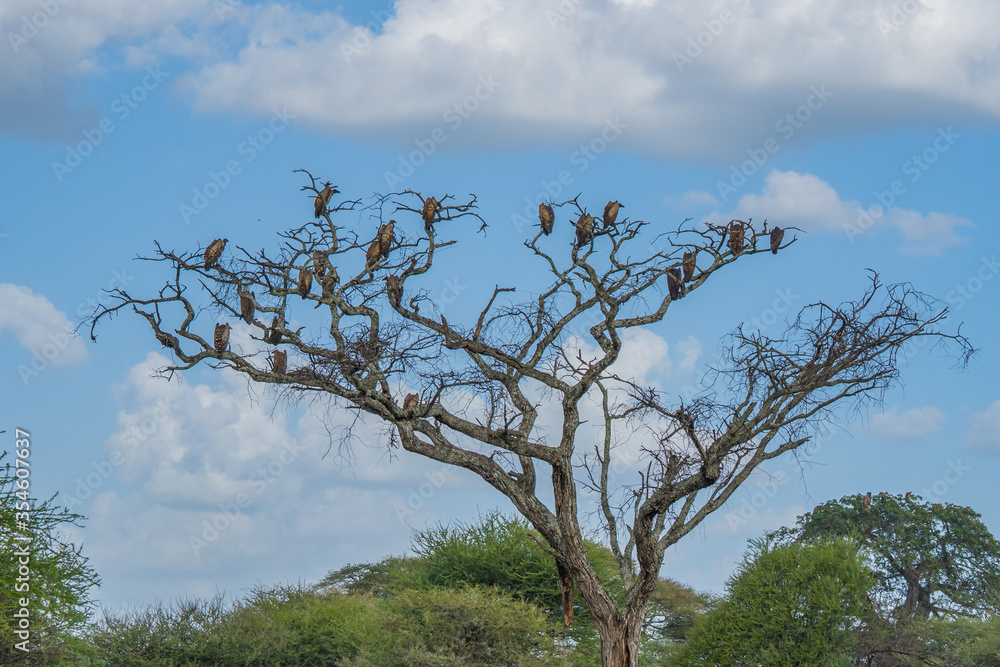 Vulures siting on a dry Tree without Leaves in the Tarangire National Park, Tanzania Vulures siting on a dry Tree without Leaves in the Tarangire National Park, Tanzania