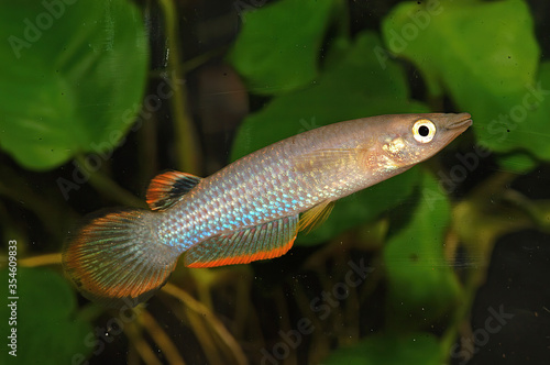 The blue panchax (Aplocheilus panchax Kalkutta) is a common freshwater fish found in a large variety of habitats due to its high adaptability. This species is native to southern Asia from Pakistan photo