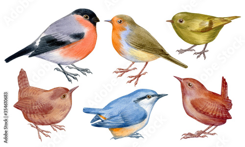 Set of handpaintig watercolor forest birds. Close-up small birds on white background. For posters, textile design, postcard and ornithology magazine.