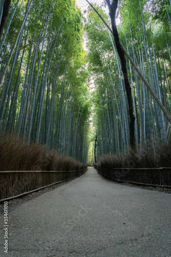 The Arashiyama Bamboo Forest at sunrise in Kyoto, Japan without tourists.