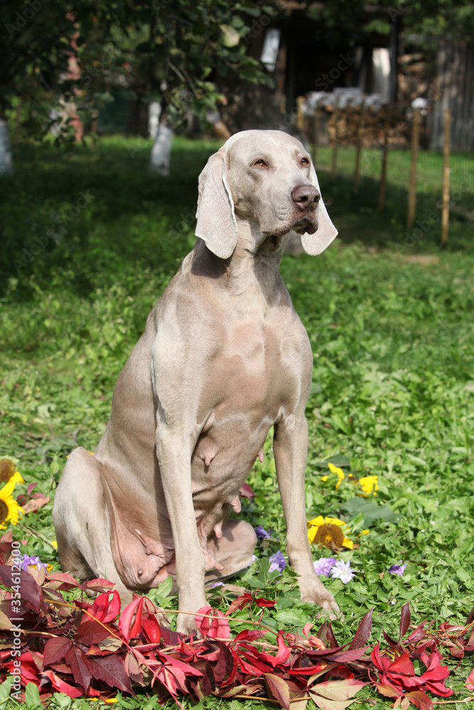 Nice Weimaraner Vorsterhund with red leaves Nice Weimaraner Vorsterhund with red leaves