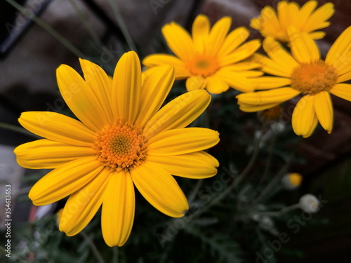 close-up view of some beautiful yellow flowers in a garden