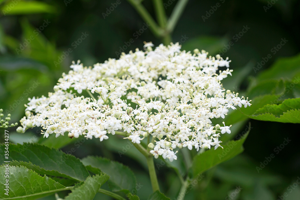 European black elderberry flowers. Elderberry blossom. Elderberry flowers. Elderflower in garden. European black elderberry flowers. Elderberry blossom. Elderberry flowers. Elderflower in garden.