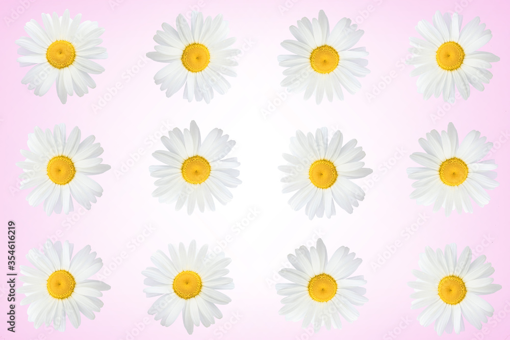 Flower arrangement of daisies on a pink background, top view, flat lay.