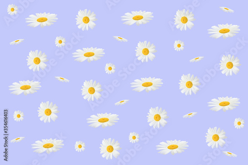 Flower arrangement of daisies on a purple background, top view, flat lay.