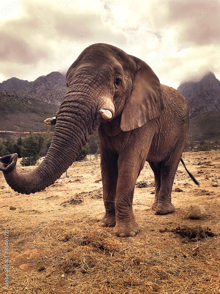 Naklejka premium Big African elephant, hanging on the dry grass field, with big mountains and cloudy sky on the backround. African safari. Cape town 2018