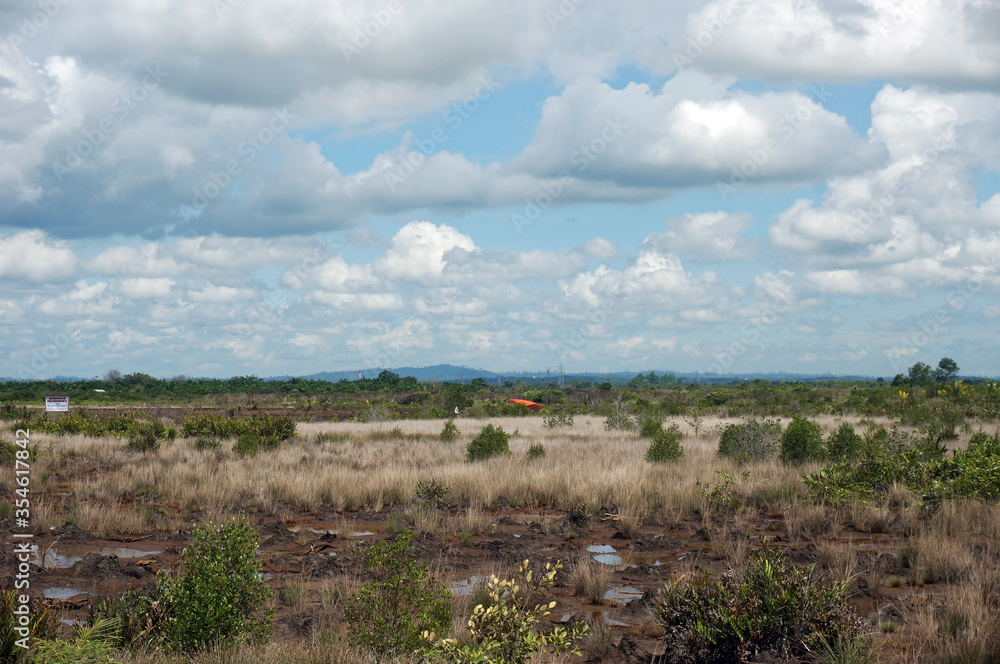 Mangroves are deliberately damaged to make fish and shrimp ponds and roads Mangroves are deliberately damaged to make fish and shrimp ponds and roads