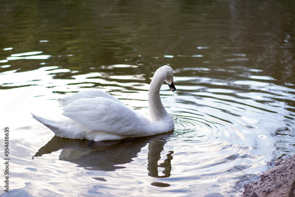 Fototapeta premium White swan swimming in the lake