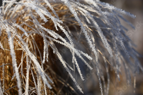 Winter frosty solar morning. The long dry grass of beige color is covered with scintillating crystals of hoarfrost.