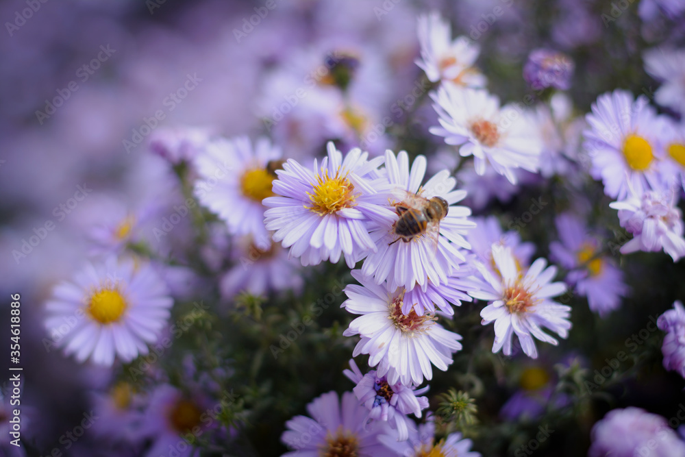 Little purple flowers and little bee. Daisies in the garden Little purple flowers and little bee. Daisies in the garden