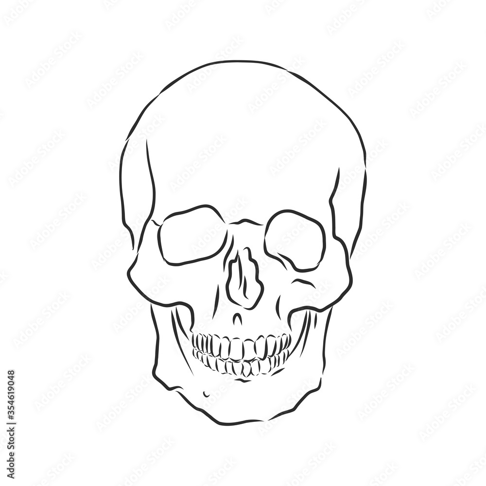 Hand painting of human skull. human skull, vector sketch illustration