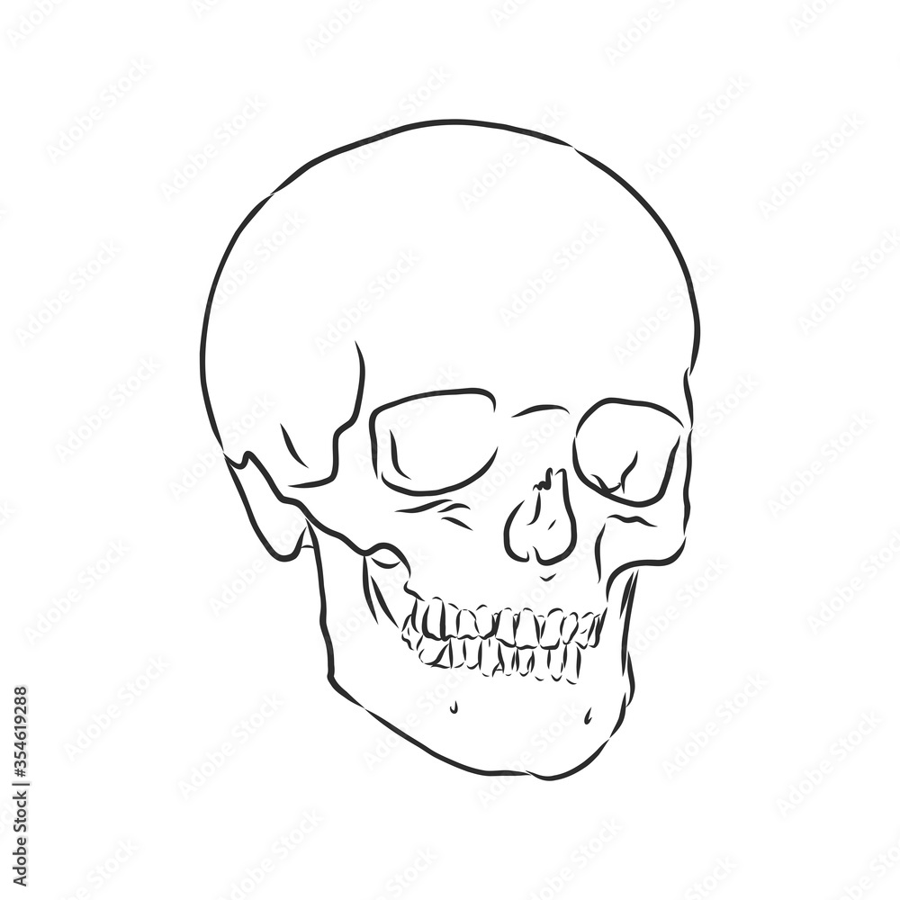 Hand painting of human skull. human skull, vector sketch illustration